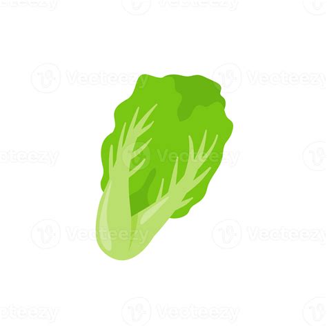 Lettuce. Green leafy vegetables for a healthy salad. 14488241 PNG