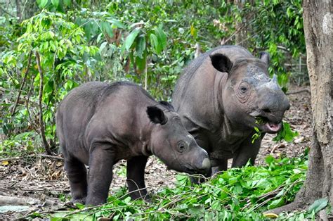 Another giant has left us: the Sumatran rhino is extinct in the wild in Sabah | LifeGate