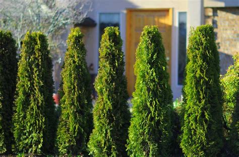 What Our Cedar Trees in Vancouver Bring to Your Property // Fraser Valley