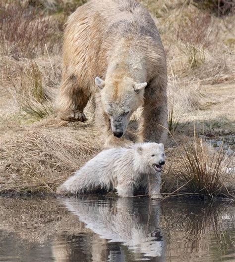 Kincraig - the 1st baby Polar Bear born in Scotland in 25 years.