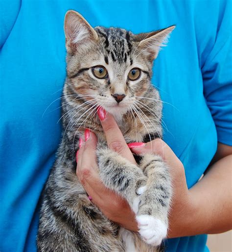 45 rescued kittens ready for adoption today!