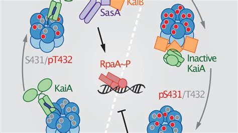 Research Reveals the Circadian Clock Influences Cell Growth, Metabolism and Cancer Progression