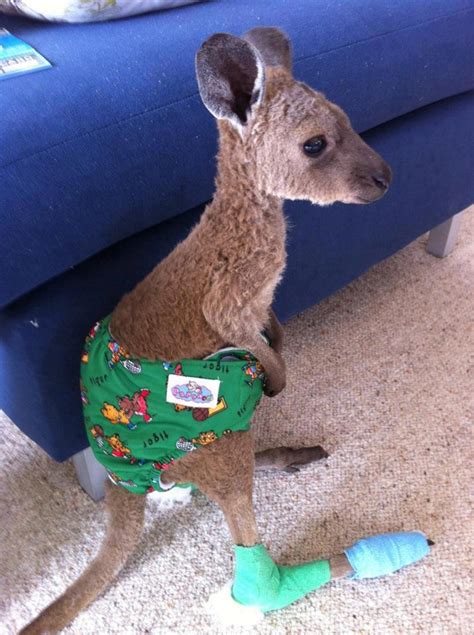 The cutest baby kangaroo ever (pic) | Amazing Creatures