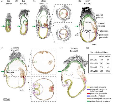 Figure 1 from The development of the amnion in mice and other amniotes ...