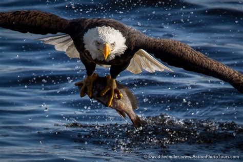 Bald Eagles Fishing : Action Photo Tours