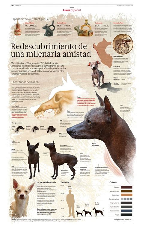 Peruvian hairless dog : rediscovery of an ancient friendship ...