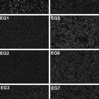 Polarized light microscopy pictures of crystals obtained for emulsion... | Download Scientific ...