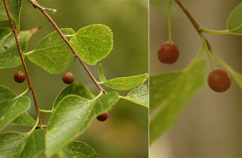 Celtis occidentalis | Landscape Plants | Oregon State University