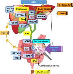 Prevotella copri ameliorates cholestasis and liver fibrosis in primary ...