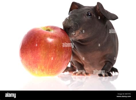 skinny guinea pig Stock Photo - Alamy