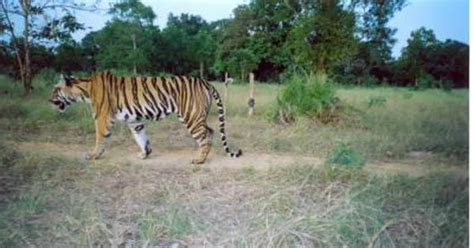 Tigers' poop can give the scoop on their numbers