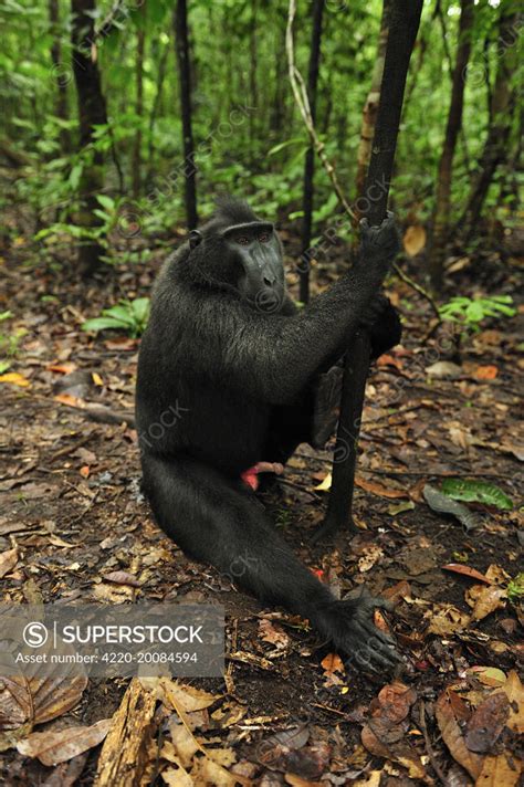 Celebes Crested Macaque / Crested Black Macaque / Sulawesi Crested Macaque / Black Ape - showing ...