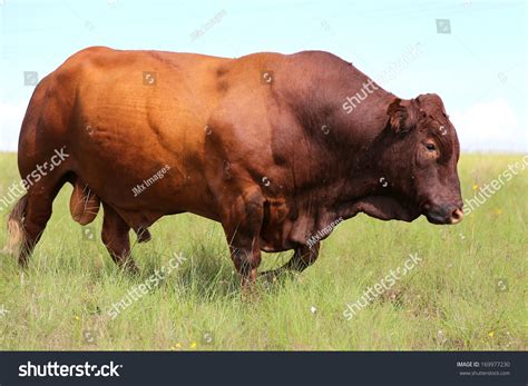 Bonsmara Cattle In The Field, South Africa Stock Photo 169977230 ...