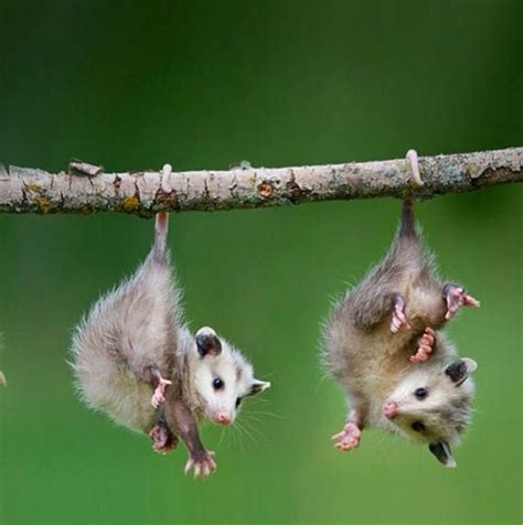 Opossum Joeys in 2020 | Cute animals, Animals, Animals and pets