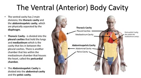 Body Cavities And Organs