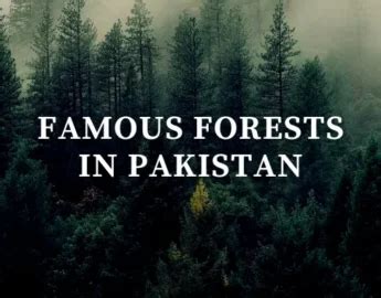 forests in pakistan – Pakistan Tour And Travel