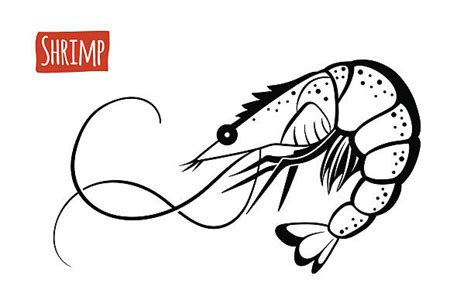 Top 60 Shrimp Clip Art, Vector Graphics and Illustrations - iStock