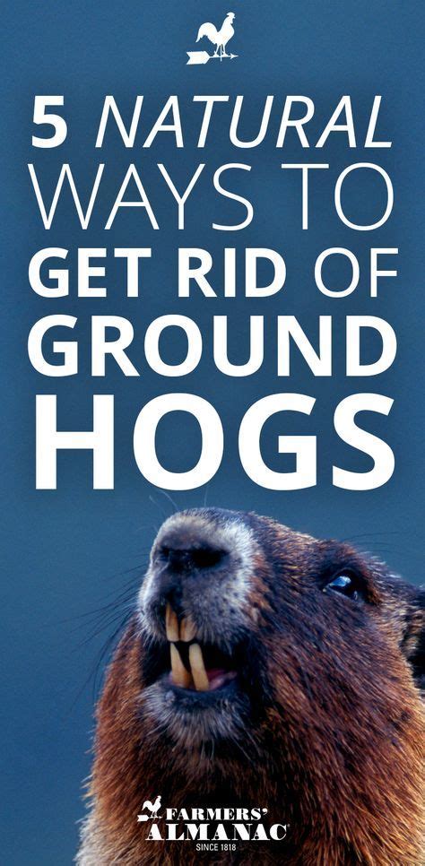 5 Natural Ways To Get Rid of Groundhogs - Farmers’ Almanac | Get rid of groundhogs, Groundhog ...