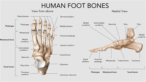 Foot Bones: Clear Diagrams of Foot Bones