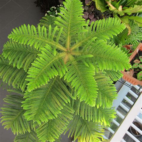 ohiPPo's backyard: Norfolk Island Pine