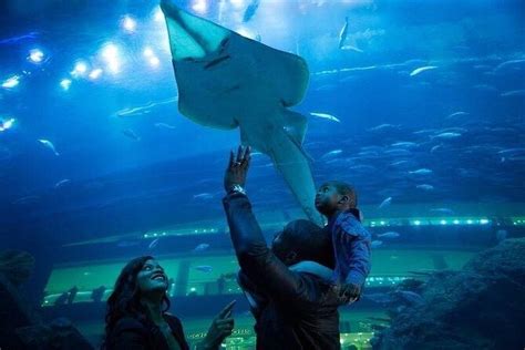 Dubai Aquarium With Glass Bottom Boat Tour