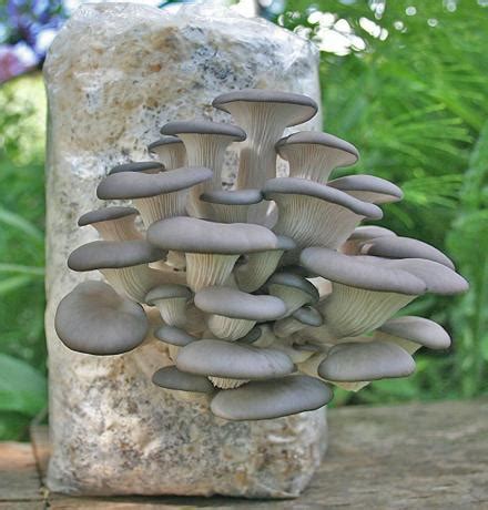 Grow Your Own Oyster Mushrooms With This All-In-One Kit