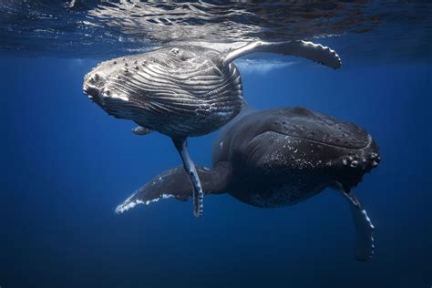 Baby and mother Humpback Whales Photograph by Gaby Barathieu ...