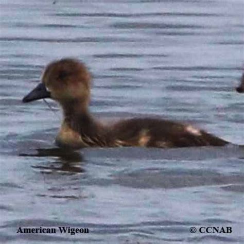 American Wigeon (Anas americana) - AMWI