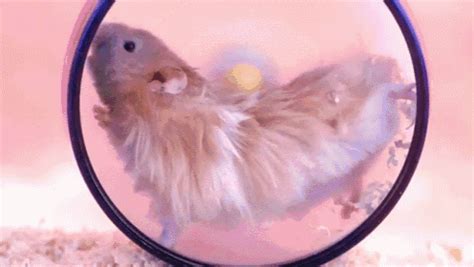 Chubby Hamsters GIF - Hamsters Running - Discover & Share GIFs