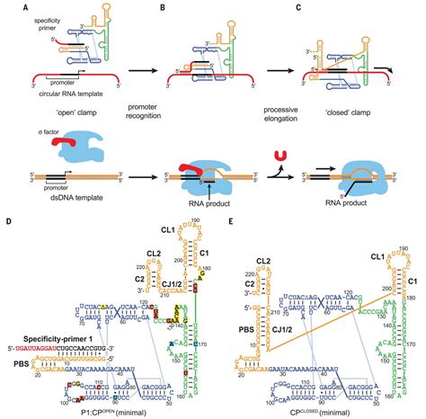 Processive RNA polymerization and promoter recognition in an RNA World ...