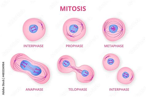 Process of division of organic cell. Stages of mitosis formation with metaphase and prophase ...