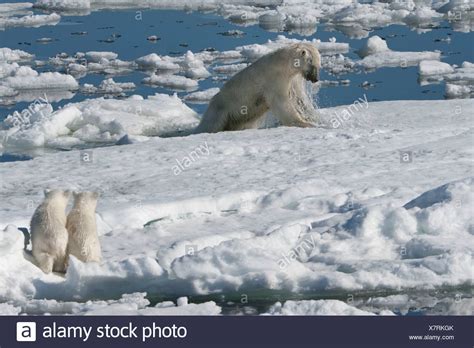 Polar Bear Hunting Seal High Resolution Stock Photography and Images - Alamy