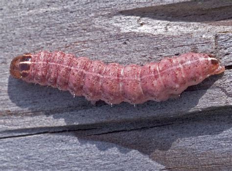 Pink Caterpillar - Xystopeplus rufago - BugGuide.Net