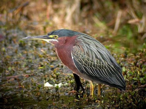 green heron-shipoke - Fort Myers Tarpon Fishing Charters