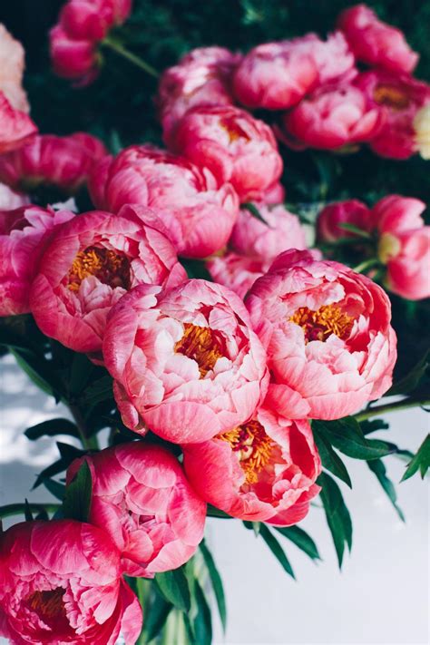 Peonies Desktop Wallpaper Hd