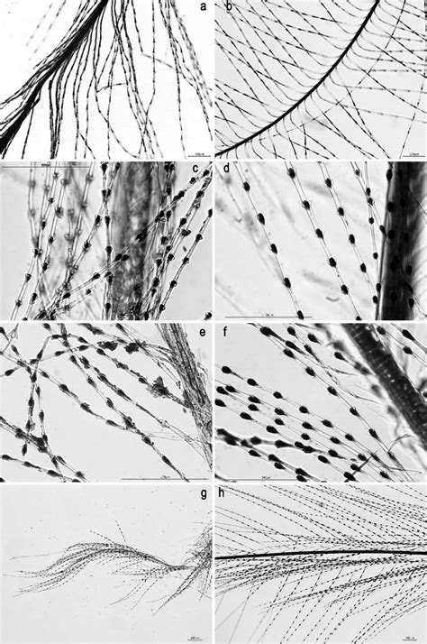 Microscope images of various downy feather barbs and barbules from ...