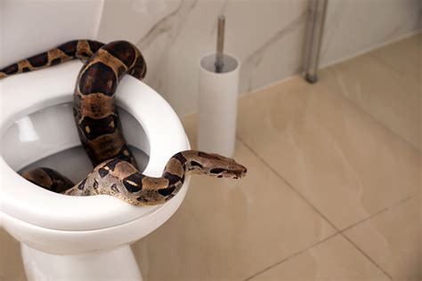 How To Prevent A Snake In Your Toilet Bowl