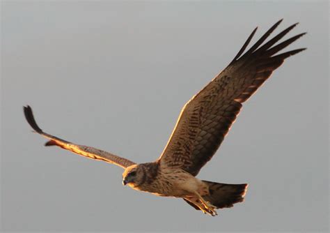 Spotted Harrier | BIRDS in BACKYARDS