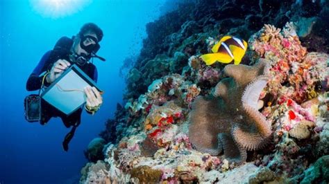 study marine biology research | Ocean Life Education