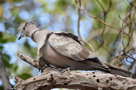 European Collared Dove