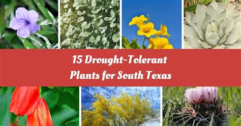 15 Best Drought-Tolerant Plants For South Texas Landscape