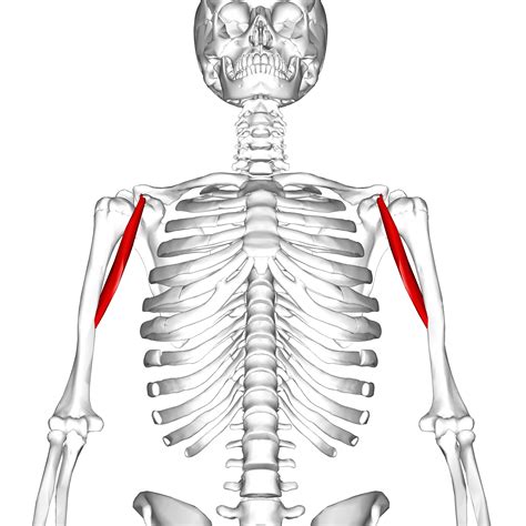 File:Coracobrachialis muscle11.png