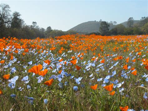 Guardians of the Range: Ranching with Wildflowers and Wildlife ...