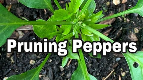 Pruning Peppers To Maximize Production - YouTube