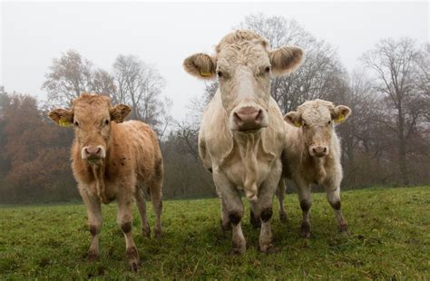 Free Images : grass, outdoor, field, farm, meadow, herd, pasture, grazing, agriculture, fauna ...