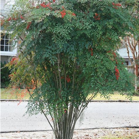 Nandina Domestica TALL 'Sacred Bamboo' Seeds – D&H Seed Harvest Co