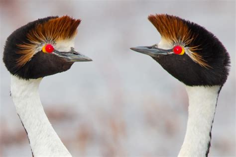 ‘Tango in the Wind:’ New film captures courtship dance of critically endangered Hooded Grebe for ...