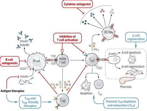 Immunotherapy: Building a bridge to a cure for type 1 diabetes | Science