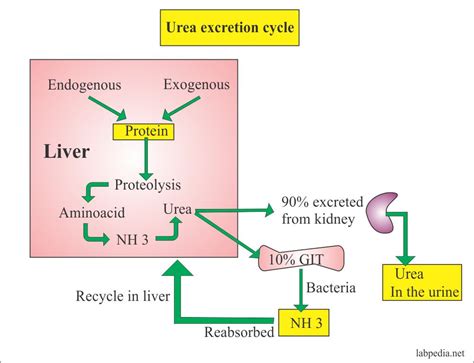 Urine 24 hours Urea, Urine Urea Nitrogen/24 Hours - Labpedia.net