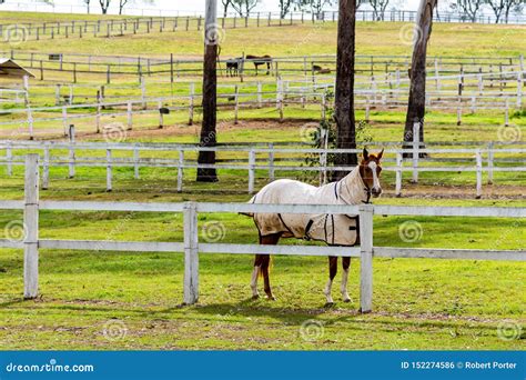 A Horse on a Stud Farm - Australia Stock Photo - Image of pasture ...